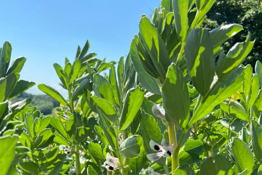 fava bean field in the sunshine. flowers and pods are on the plant. healthy crop. sustainable food