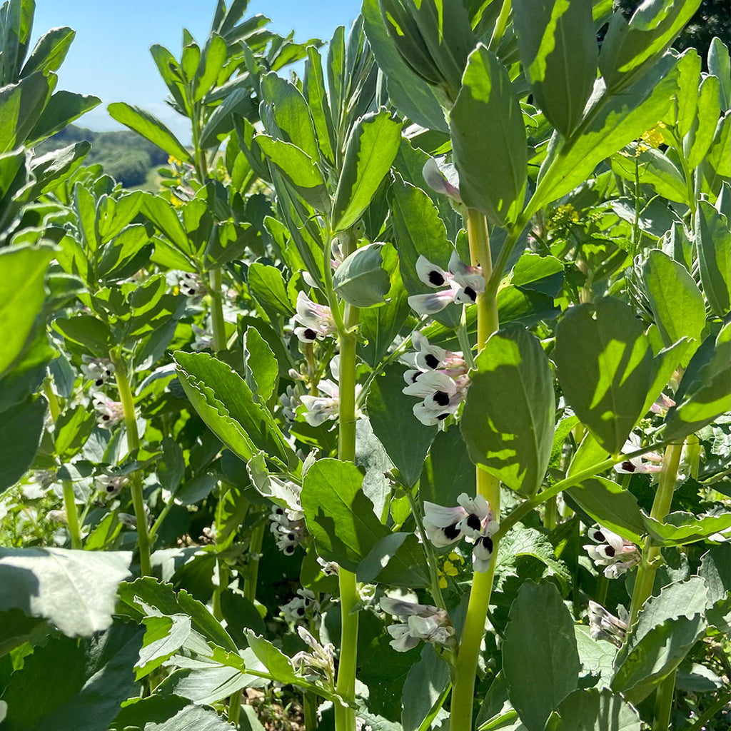 a British fava bean field in flower, sunny and warm with pods growing on the plant